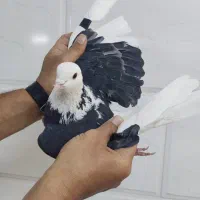 کفتر پرشی تهران