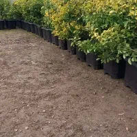 فروش گلهای بیرونی شهرستان آمل