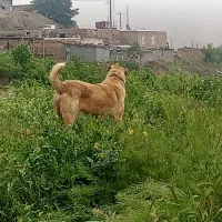 نگهبان واقعی