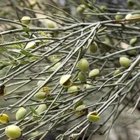 پنجاه کیلو بادام کوهی