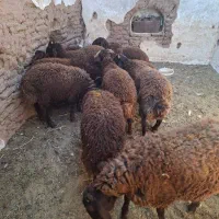 بره نژاد همو