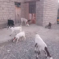 گوسفند فروشی