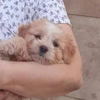 سگ آروم و ناز