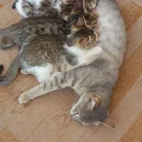 واگذاری گربه