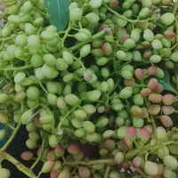 ون طق ، پسته کوهی