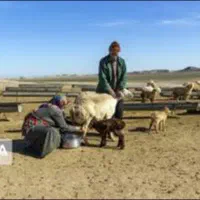 نیازمند چوپان همراه با خانواده با حقوق عال.ی