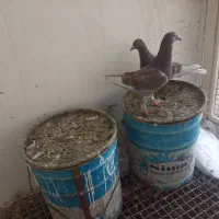 یه جفت پلاکی غوره