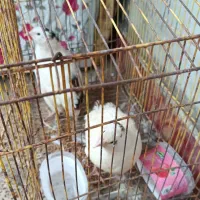 بلدرچین  نر ماده تخم گذار