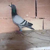 سبز پلاکی