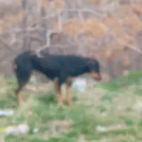 سگ دوبرمن یک ۶ماهه ماده