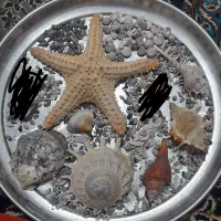 صدف