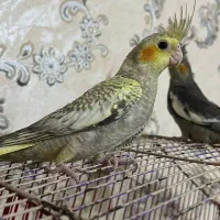 عروس هلندی