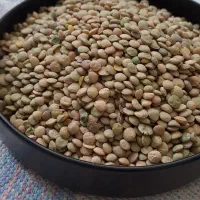 عدس تازه زودپخت و پاک شده