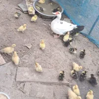 بچه اردک اسراییلی