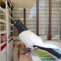 کفترکلدمسیاه ماده مست