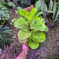 گل و گیاه فیکوس لیراتا (درجه یک)