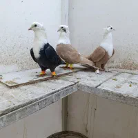 تعدادی کبوتر کلاغ کربلایی