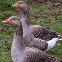 غاز محلی و قو غاز