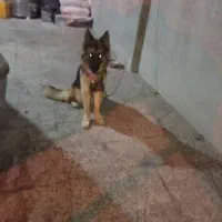 سگ ژرمن ماده