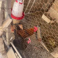 مرغ وخروس درجه یک
