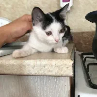 واگذاری بچه گربه ۲ماهه