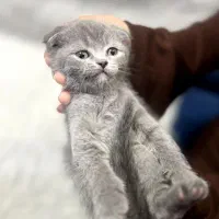 گربه اسکاتیش