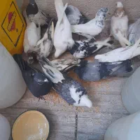 کبوتر پرشی