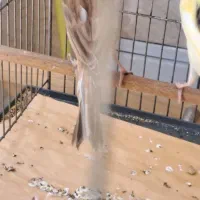 جوجه قناری ۴۵ روزه