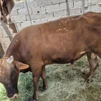 گوساله نر