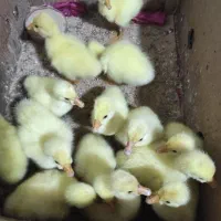 فروش جوجه قو غاز اوکراینی