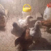 جوجه مرغ