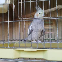 یک جفت پرنده عروس هلندی