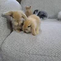بچه خرگوش لُپ
