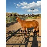 اسب‌ اتیلا ۱۳ ترکمن ۲.۵ ساله طلایی