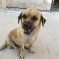 سگ پاپی