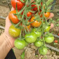 نیرو ثابت گلخانه
