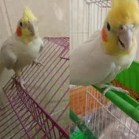 عروس هلندی جفت