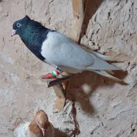 2جفت کله سیا درشت و قواره دار