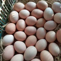 تخم مرغ نطفه دار ۲۰ تومان جوجه یک روزه ۶۰ تومان