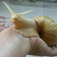 حلزون