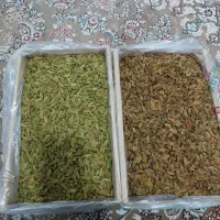 کشمش سبز درجه ۱ امسالی و درجه ۲ پارسالی
