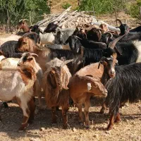 ۳۵ تا بز برای داشت