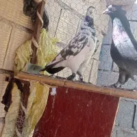 کبوتر کاشانی