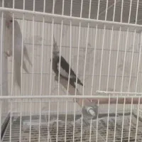عروس هلندی جفت مولد با جوجه کارداده