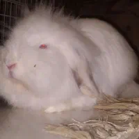 خرگوش لوپ ماده سفید رنگ