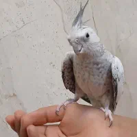 عروس هلندی ماده