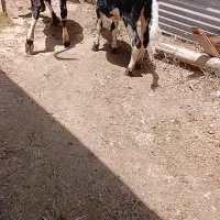 دوتا گوساله ای ماده ای