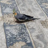 معاوضه عروس هلندی نر  با ماده عروس هلندی