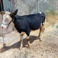 گوساله سیمینتال ماده
