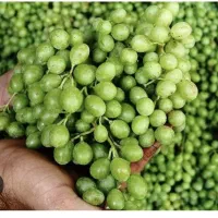خریدوفروش غوره